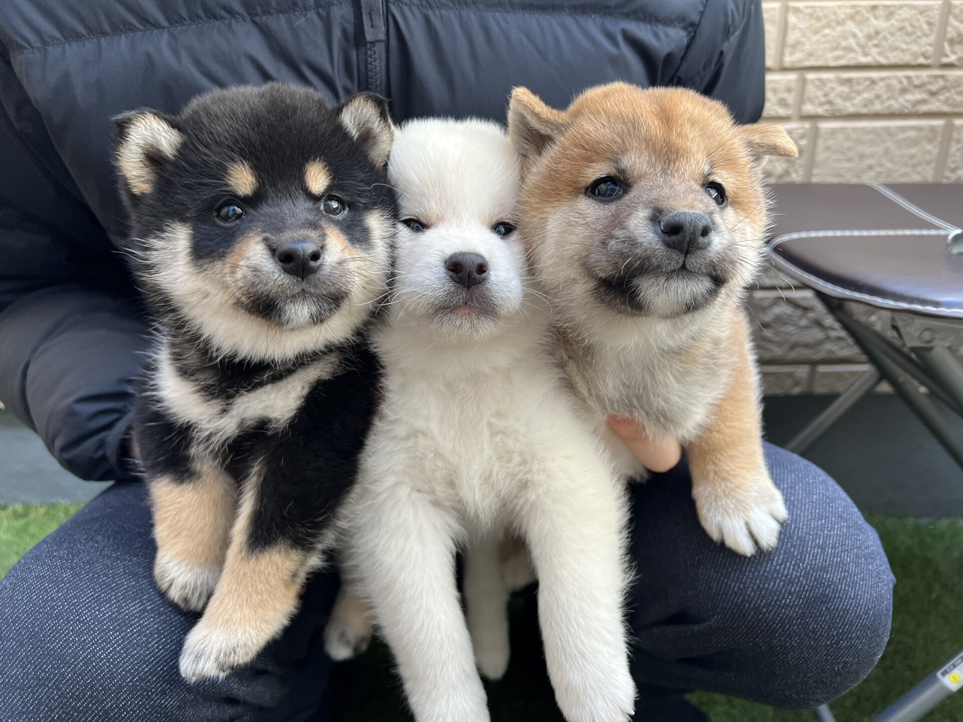柴犬の毛色の違いと特徴を徹底解説