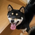 みくり（照陽の輝鶴）