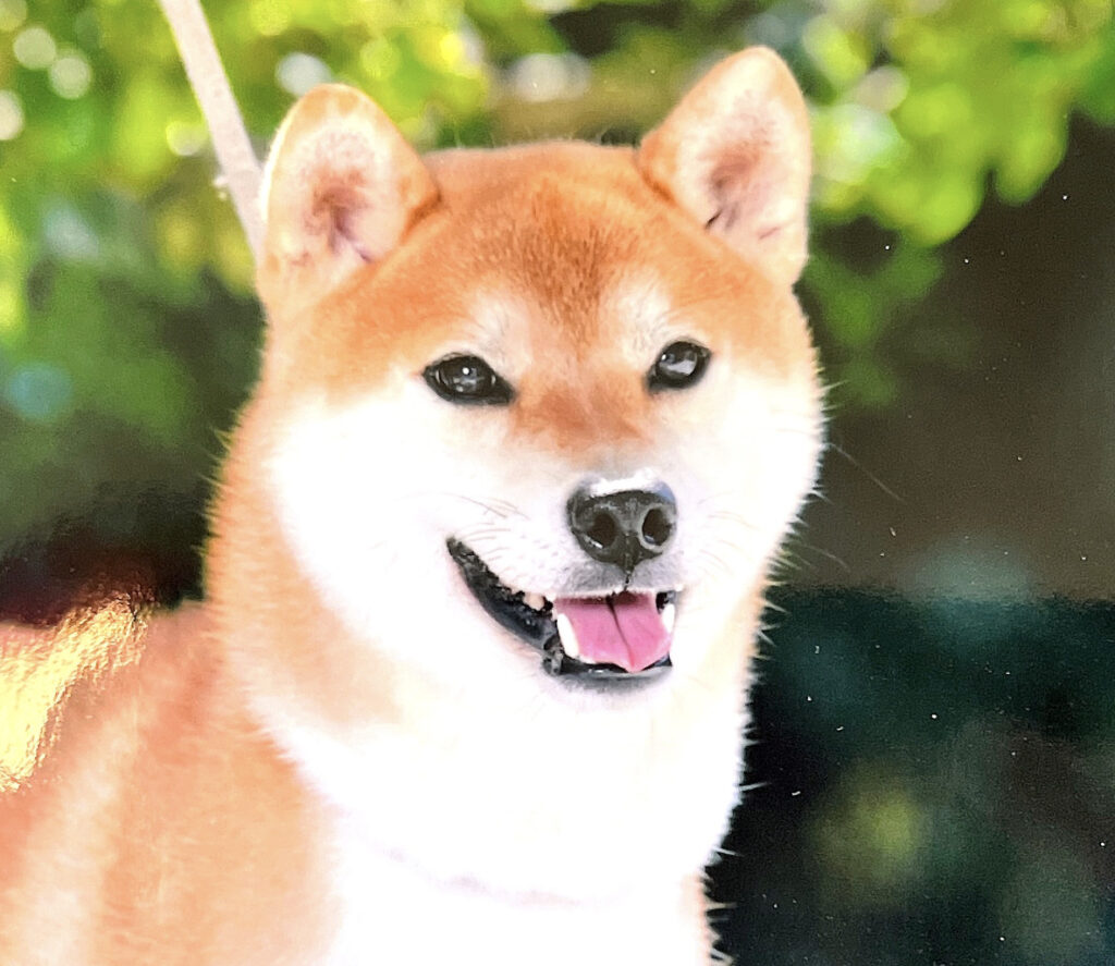 皇鈴の八錦